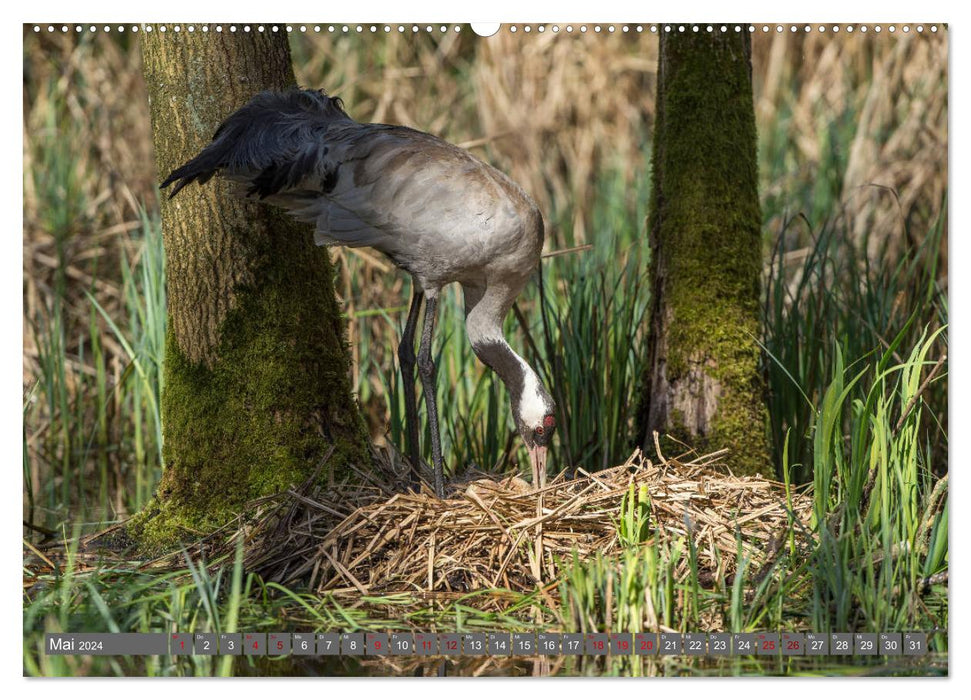 With cranes through the year (CALVENDO wall calendar 2024) 