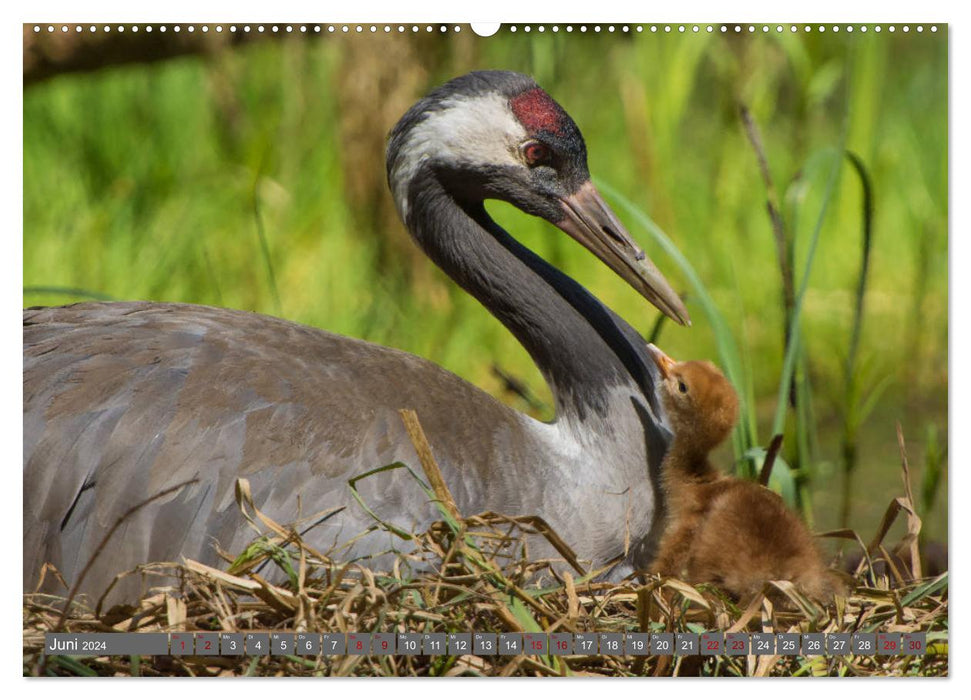 With cranes through the year (CALVENDO wall calendar 2024) 