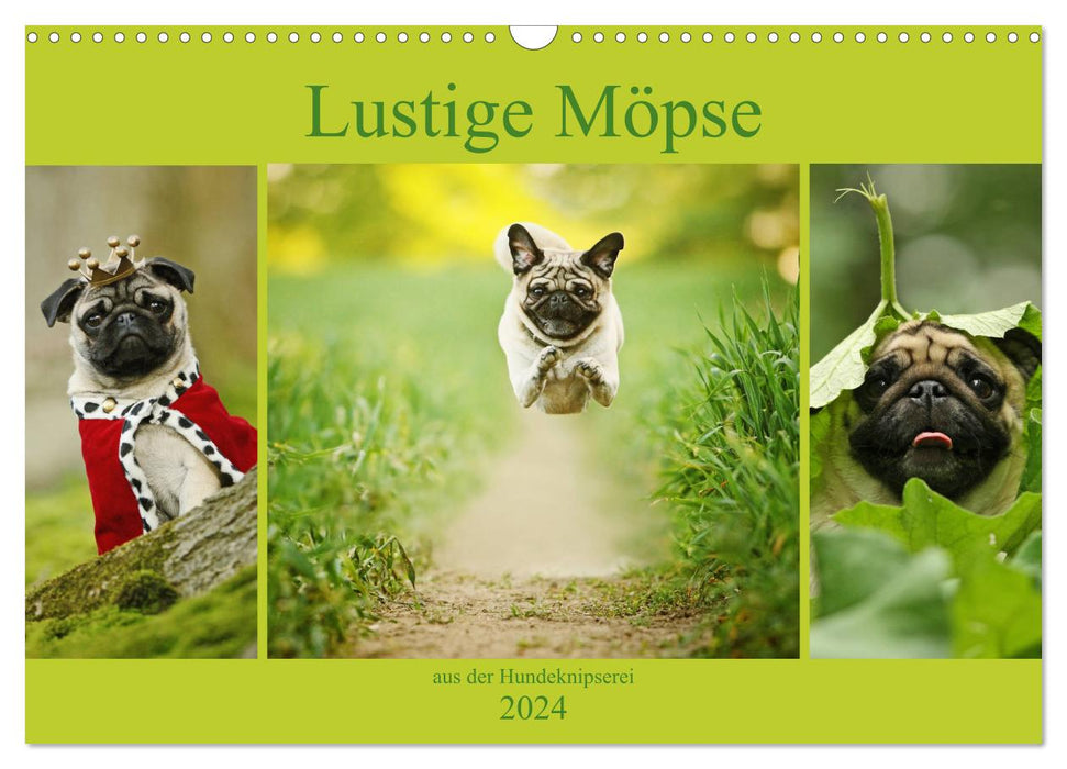 Lustige Möpse aus der Hundeknipserei (CALVENDO Wandkalender 2024)