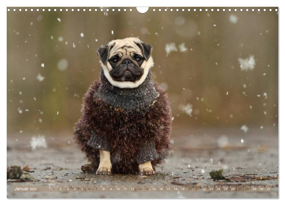 Funny pugs from the dog clipping shop (CALVENDO wall calendar 2024) 