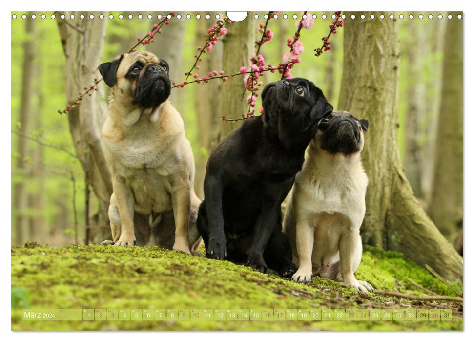 Funny pugs from the dog clipping shop (CALVENDO wall calendar 2024) 