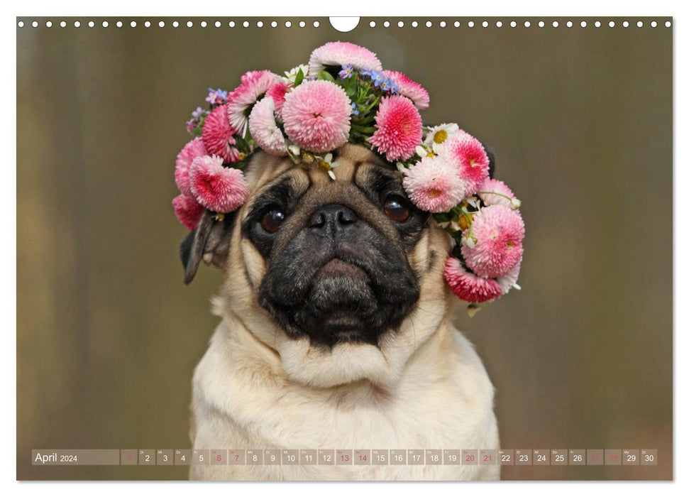 Funny pugs from the dog clipping shop (CALVENDO wall calendar 2024) 