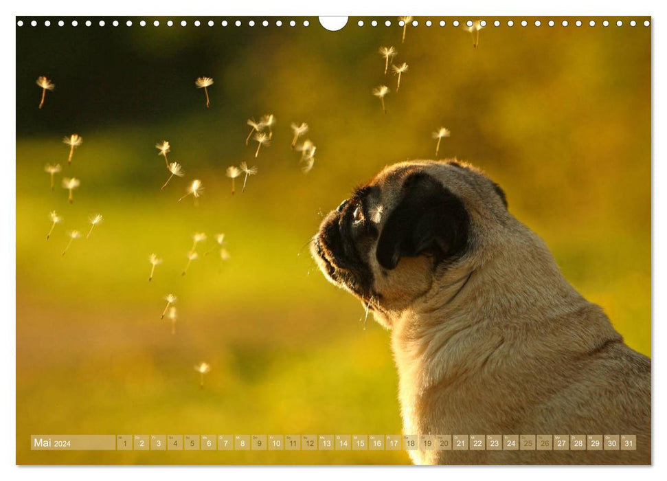 Funny pugs from the dog clipping shop (CALVENDO wall calendar 2024) 