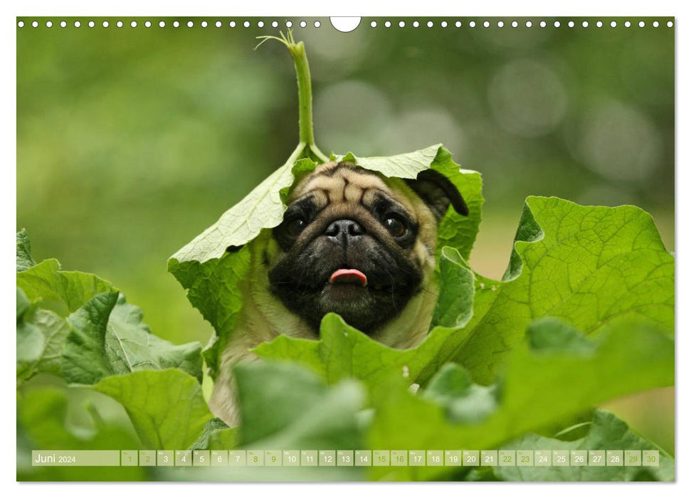 Funny pugs from the dog clipping shop (CALVENDO wall calendar 2024) 