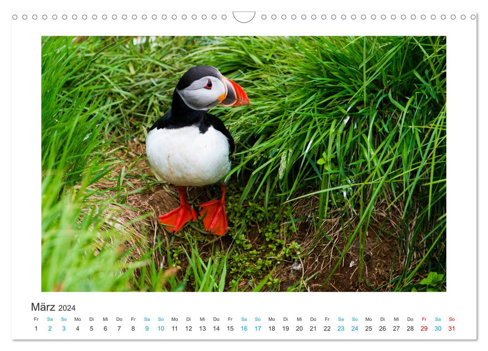 Puffins - clowns of the northern seas (CALVENDO wall calendar 2024) 