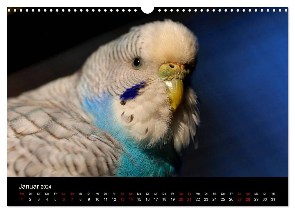 Budgie dreams - The new budgie nature calendar (CALVENDO wall calendar 2024) 