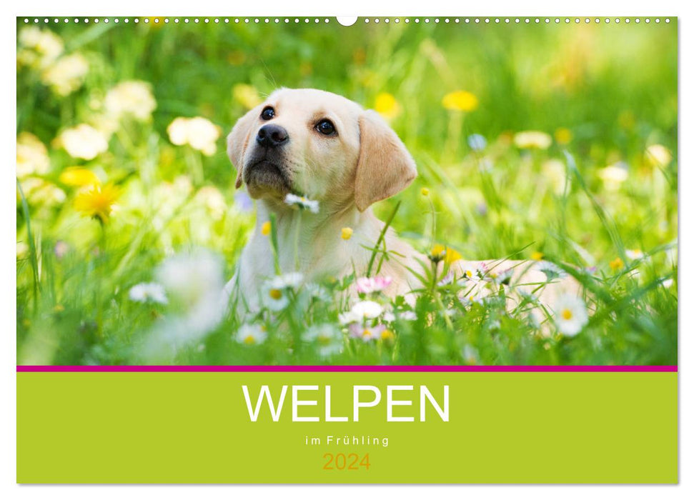 Puppies in spring (CALVENDO wall calendar 2024) 