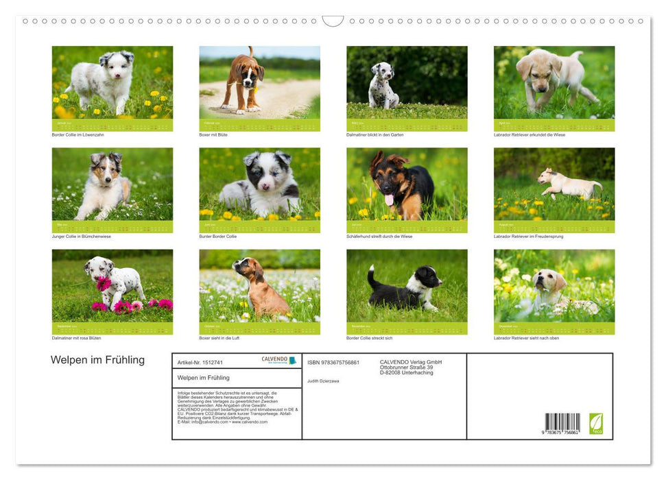 Puppies in spring (CALVENDO wall calendar 2024) 