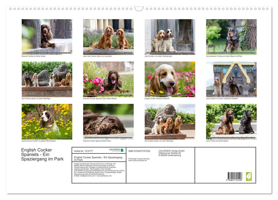 English Cocker Spaniels - A Walk in the Park (CALVENDO Wall Calendar 2024) 