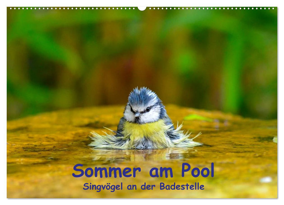 Summer by the pool - songbirds at the bathing area (CALVENDO wall calendar 2024) 