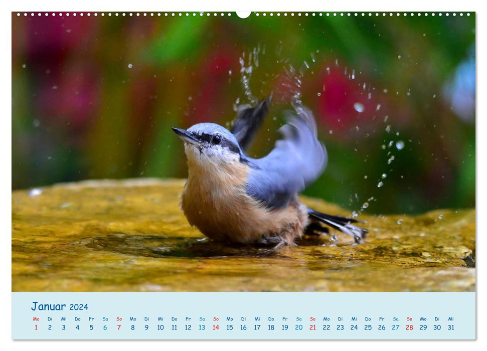 Sommer am Pool - Singvögel an der Badestelle (CALVENDO Wandkalender 2024)
