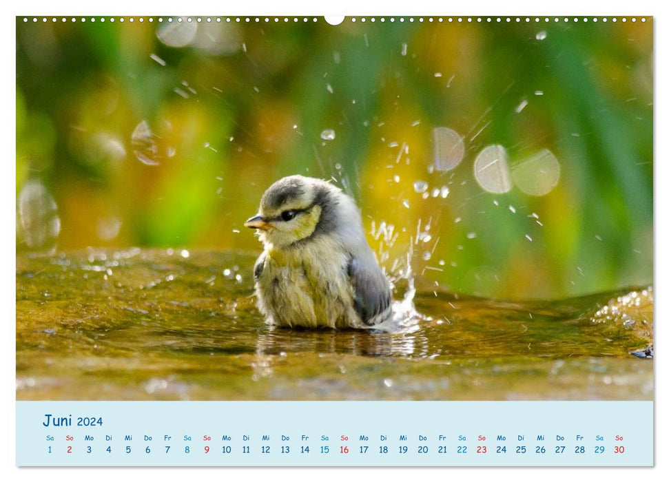 Sommer am Pool - Singvögel an der Badestelle (CALVENDO Wandkalender 2024)