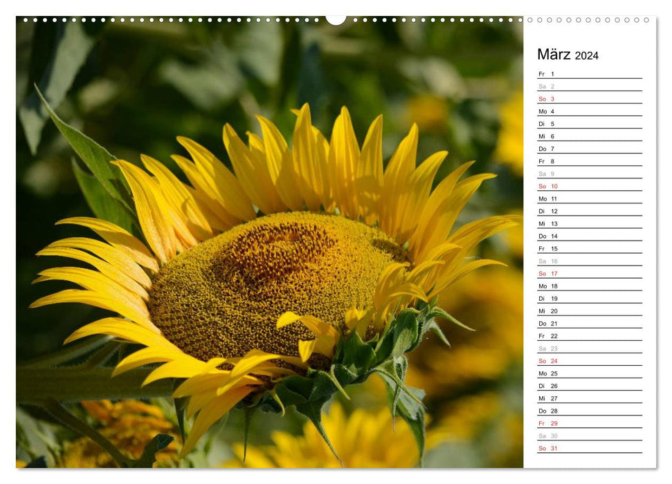 Ein Jahr lang Sonnenblumen (CALVENDO Premium Wandkalender 2024)