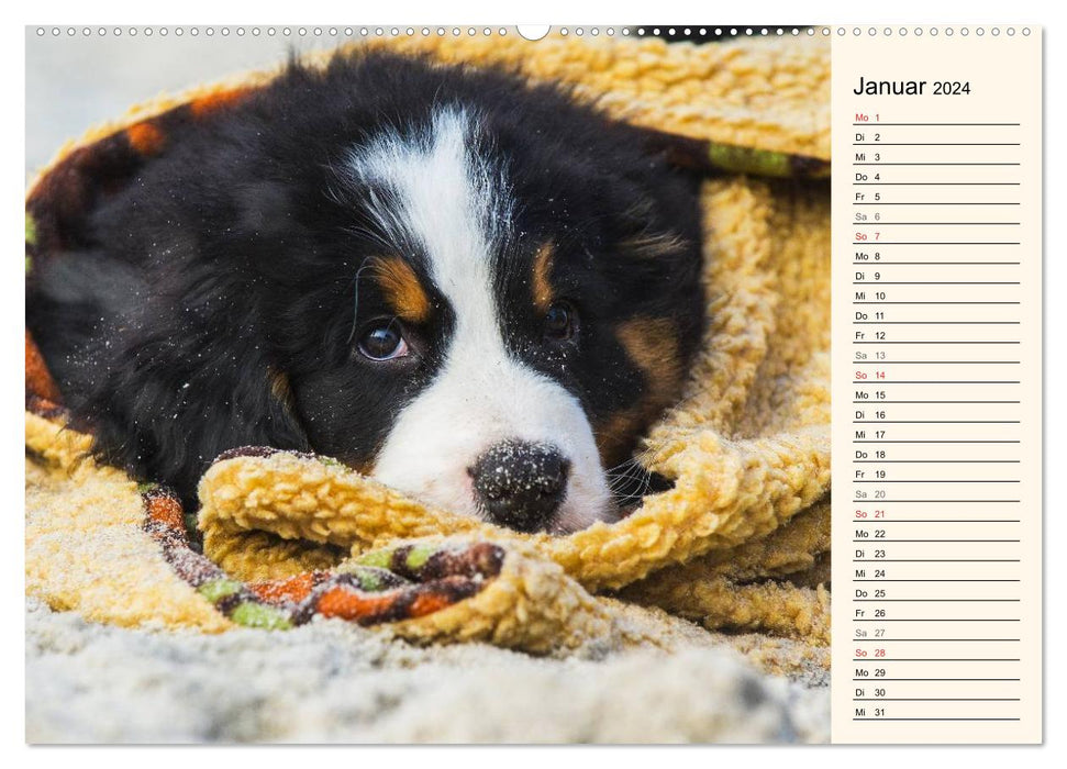 Seebärchen entdecken die Welt - Berner Sennenhunde (CALVENDO Premium Wandkalender 2024)