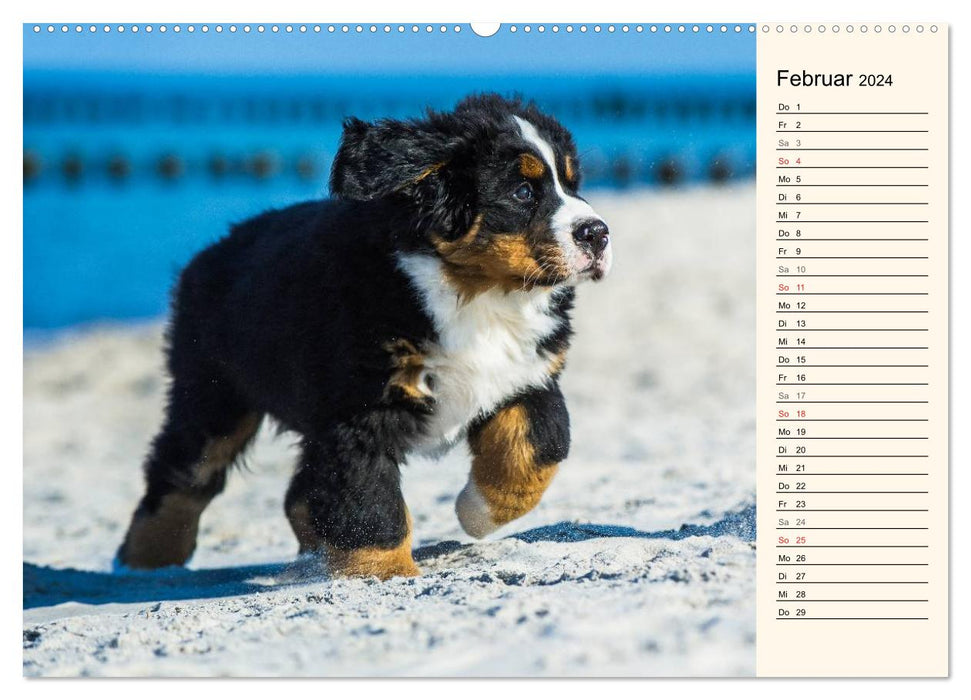 Sea bears discover the world - Bernese Mountain Dogs (CALVENDO Premium Wall Calendar 2024) 