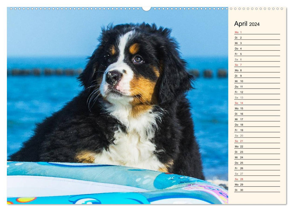 Sea bears discover the world - Bernese Mountain Dogs (CALVENDO Premium Wall Calendar 2024) 