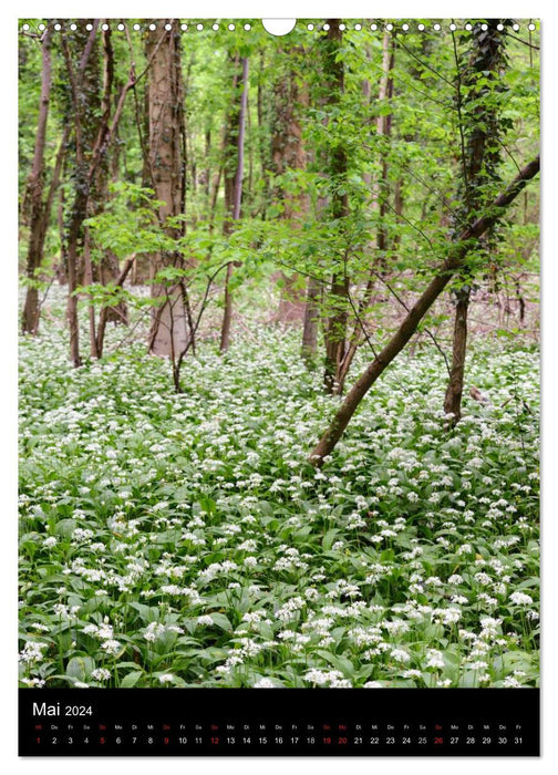 State of Brandenburg in the changing seasons (CALVENDO wall calendar 2024) 