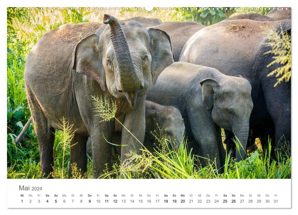 Sri Lanka - Paradies im indischen Ozean (CALVENDO Premium Wandkalender 2024)