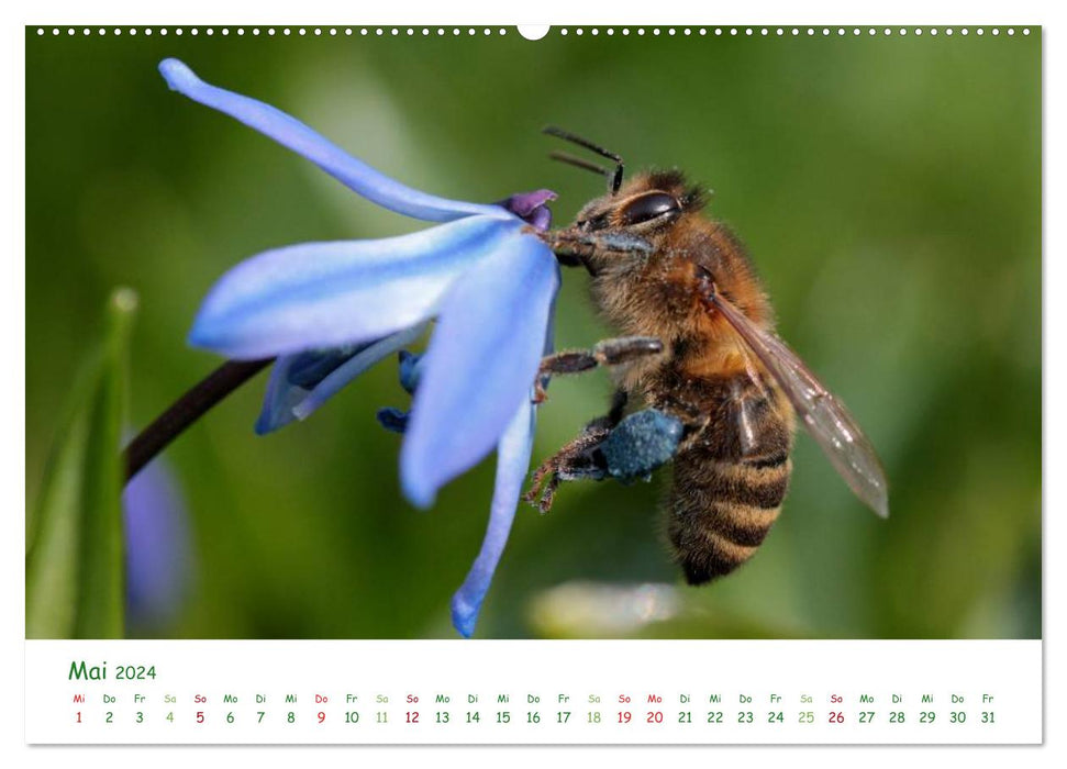 Bienen - Fleißige Gartenbewohner (CALVENDO Premium Wandkalender 2024)