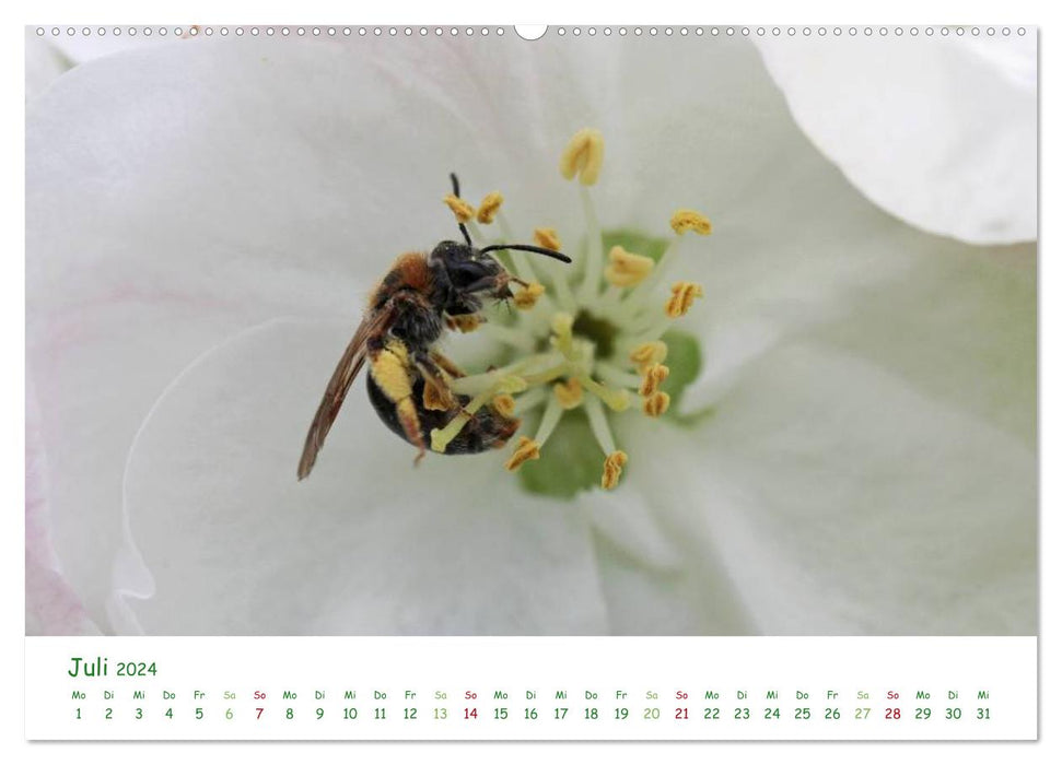 Bienen - Fleißige Gartenbewohner (CALVENDO Premium Wandkalender 2024)