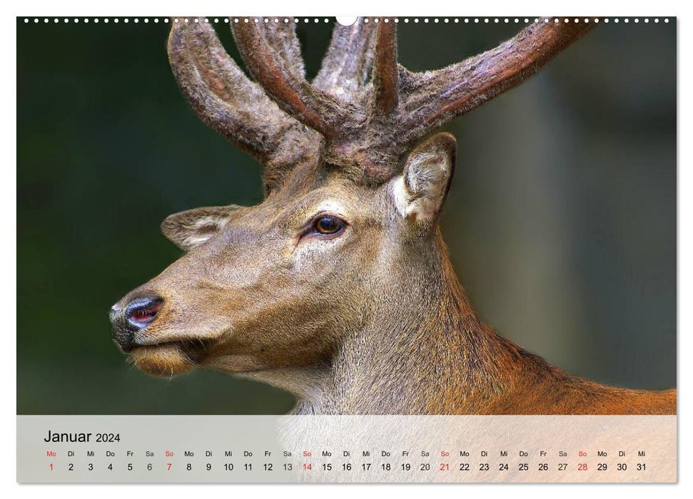 Rotwild. Edle Hirsche, stolze Kühe (CALVENDO Premium Wandkalender 2024)