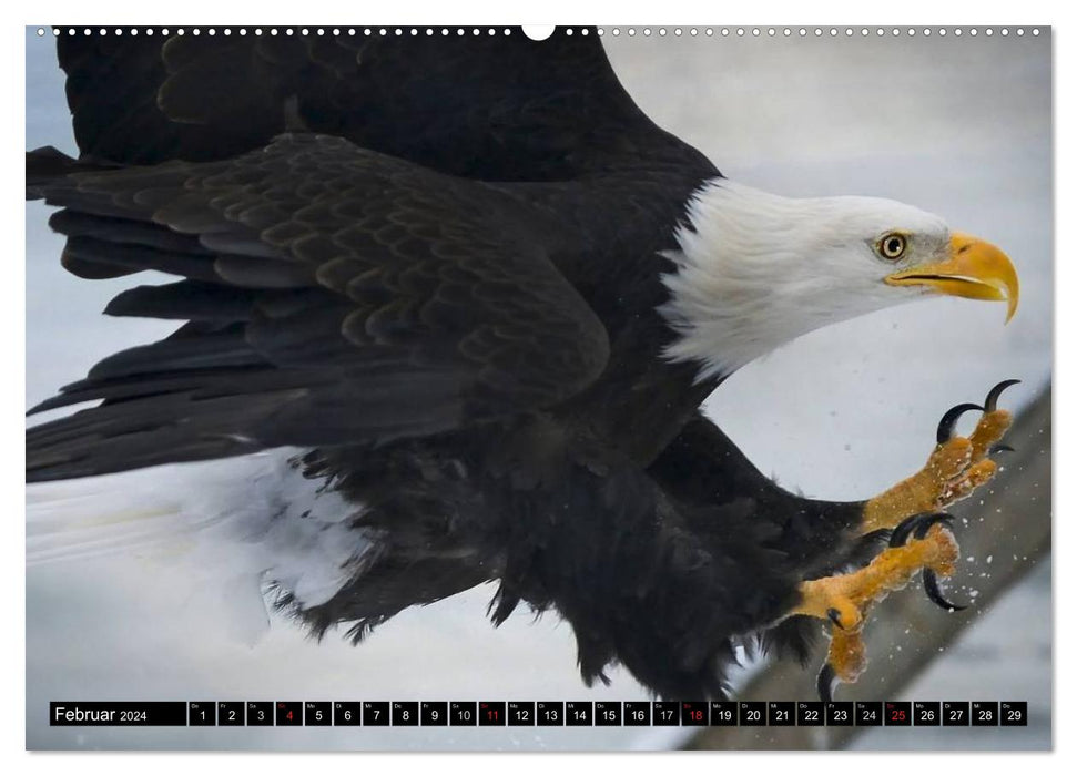 Weißkopfseeadler. Symbol der Freiheit (CALVENDO Premium Wandkalender 2024)