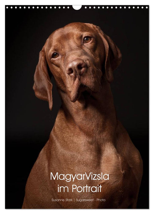 Magyar Vizsla im Portrait (CALVENDO Wandkalender 2024)