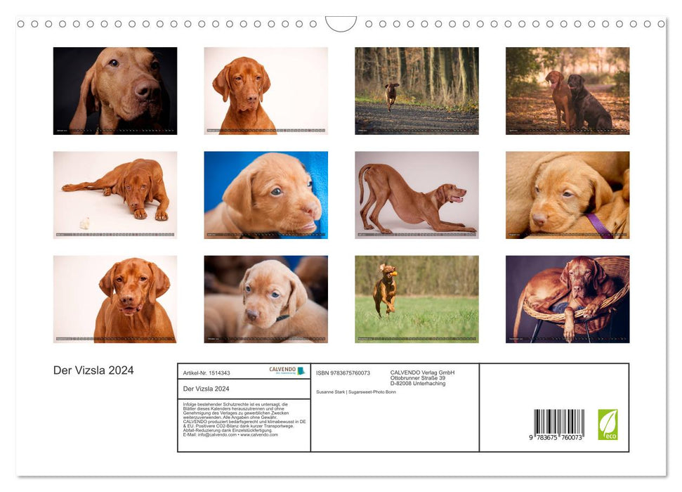 Der Vizsla 2024 (CALVENDO Wandkalender 2024)