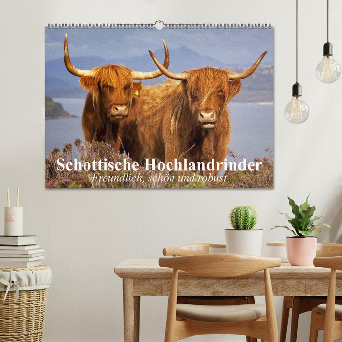 Schottische Hochlandrinder. Freundlich, schön und robust (CALVENDO Wandkalender 2024)