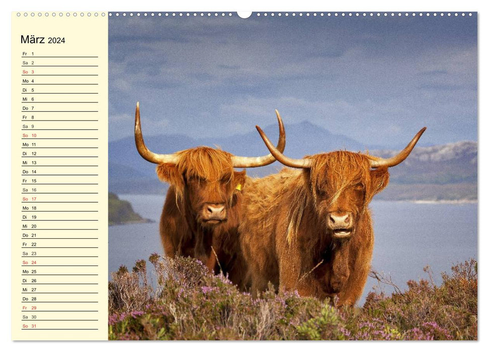 Schottische Hochlandrinder. Freundlich, schön und robust (CALVENDO Wandkalender 2024)
