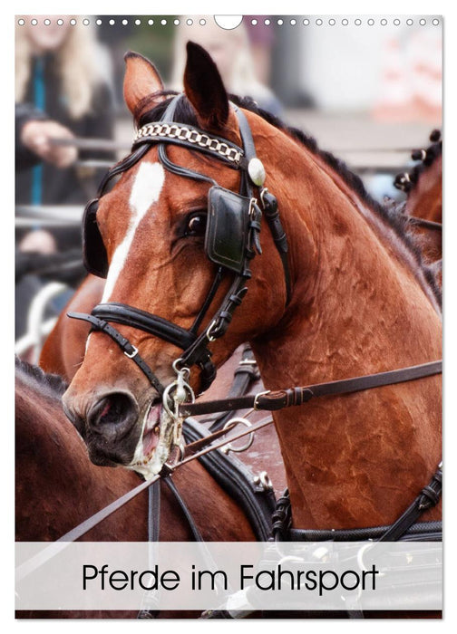 Horses in driving sports (CALVENDO wall calendar 2024) 