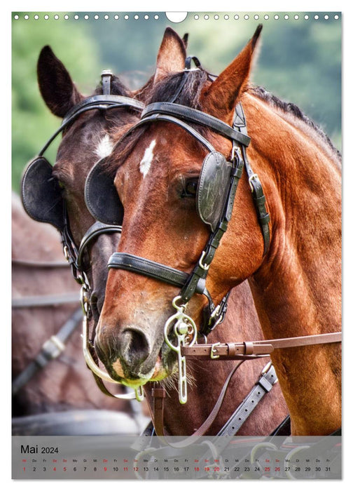 Horses in driving sports (CALVENDO wall calendar 2024) 