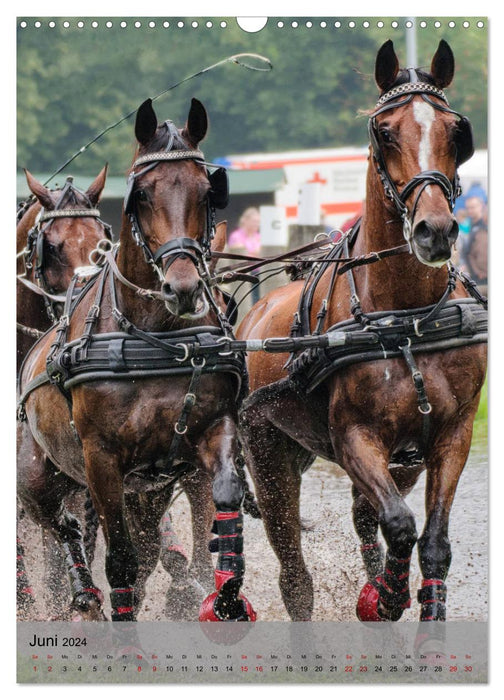Pferde im Fahrsport (CALVENDO Wandkalender 2024)