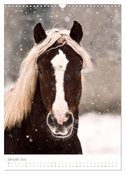 Schwarzwälder Kaltblut Pferde im Portrait (CALVENDO Wandkalender 2024)