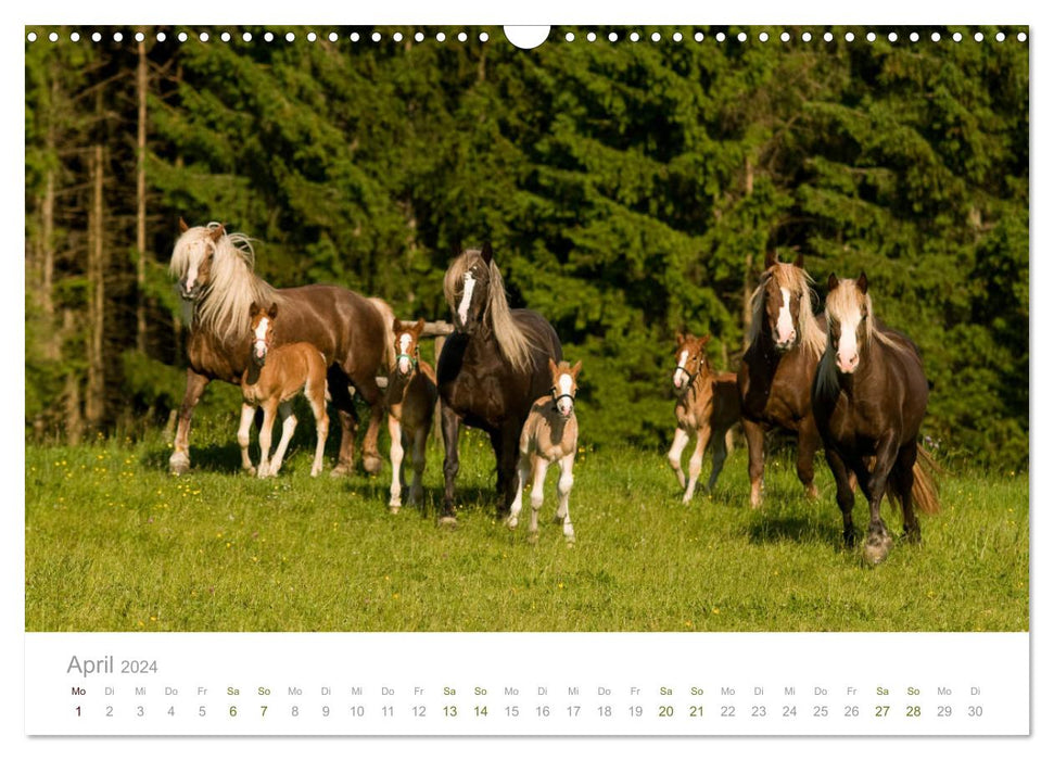 Faszination und Vielfalt - Schwarzwälder Kaltblut (CALVENDO Wandkalender 2024)