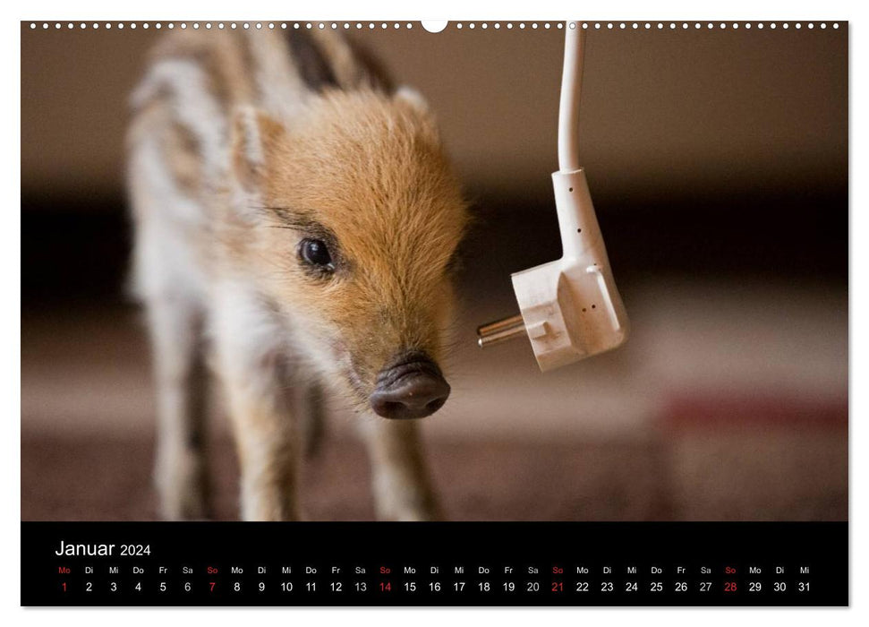 Kleine Schweinereien (CALVENDO Wandkalender 2024)