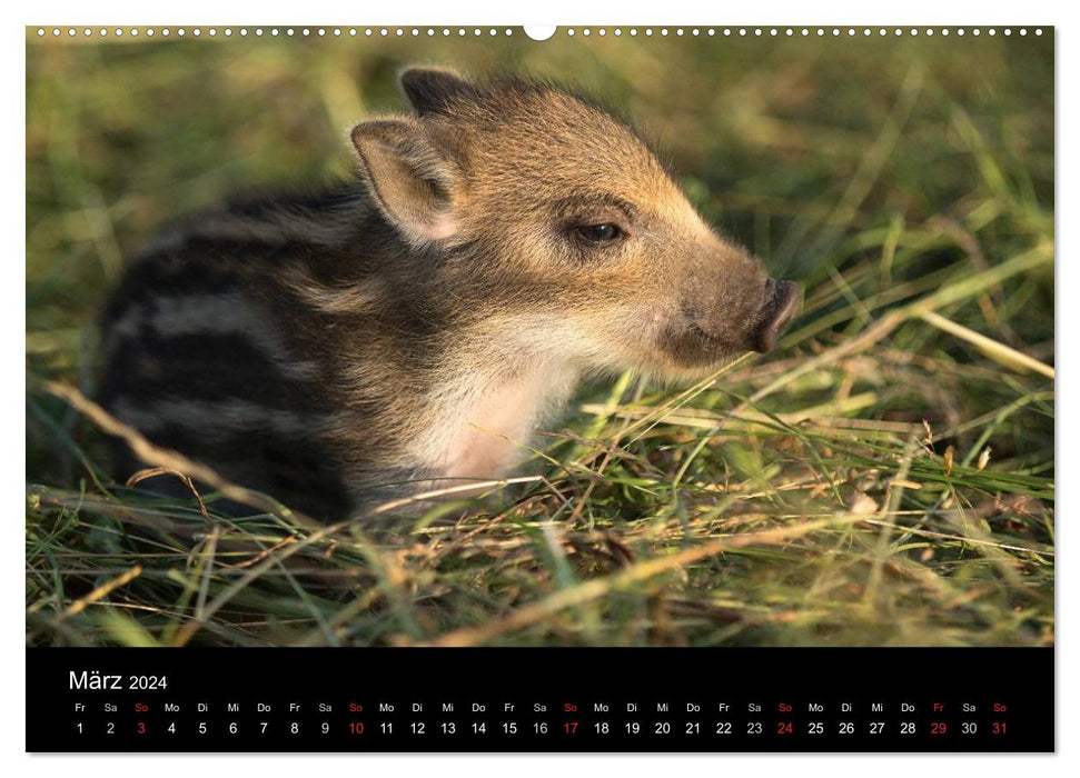 Petits dégâts (Calendrier mural CALVENDO 2024) 