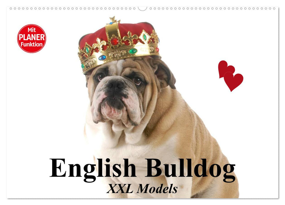 English Bulldog XXL Models (CALVENDO Wandkalender 2024)