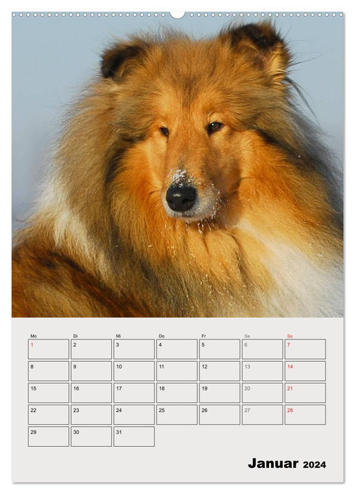 Collies - Freunde für´s Leben (CALVENDO Wandkalender 2024)