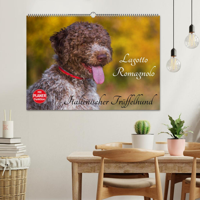 Lagotto Romagnolo – Chien truffier italien (Calvendo mural 2024) 