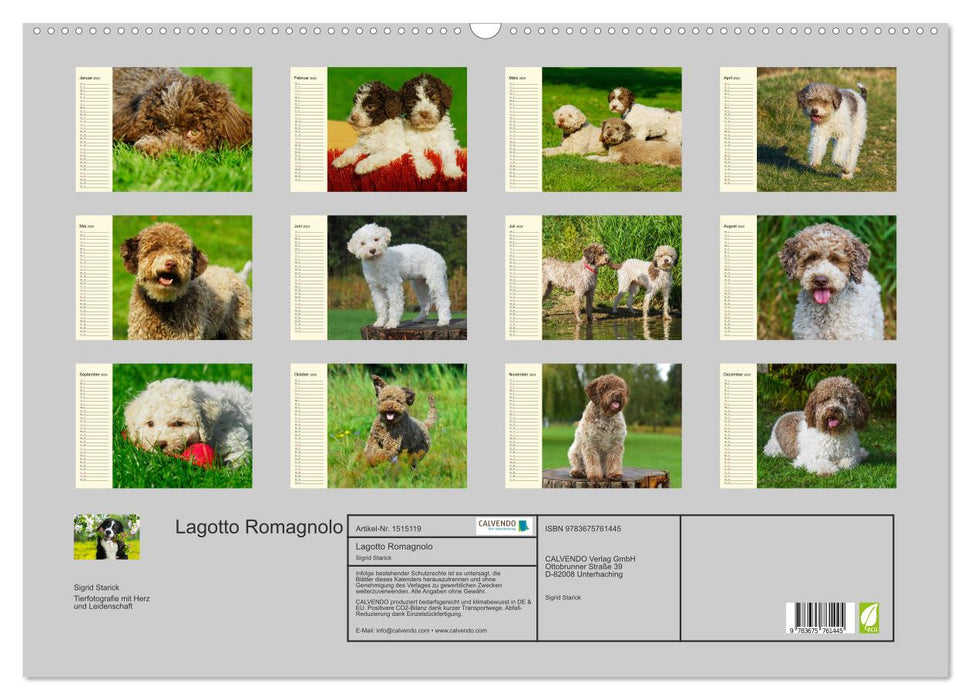 Lagotto Romagnolo – Chien truffier italien (Calvendo mural 2024) 