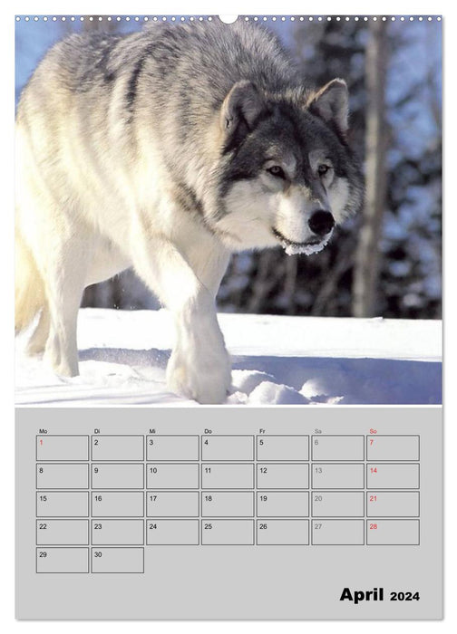 Wolf-Gesichter (CALVENDO Premium Wandkalender 2024)