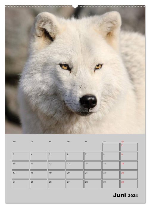 Wolf-Gesichter (CALVENDO Premium Wandkalender 2024)