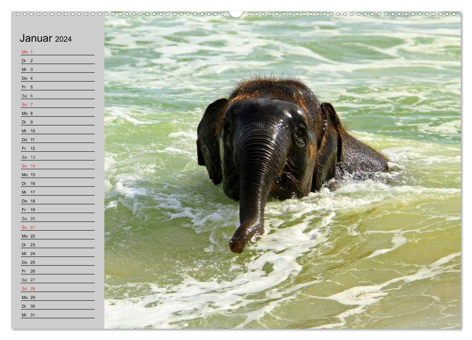 Elefanten. Spaß am Wasser (CALVENDO Premium Wandkalender 2024)