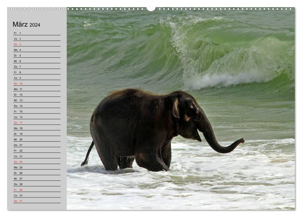 Éléphants. S'amuser au bord de l'eau (Calendrier mural CALVENDO Premium 2024) 