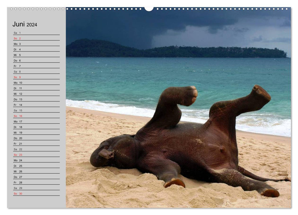 Éléphants. S'amuser au bord de l'eau (Calendrier mural CALVENDO Premium 2024) 