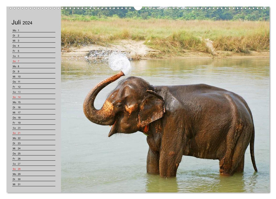 Éléphants. S'amuser au bord de l'eau (Calendrier mural CALVENDO Premium 2024) 