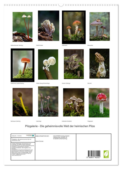 Galerie de champignons - Le monde mystérieux des champignons locaux (Calendrier mural CALVENDO Premium 2024) 