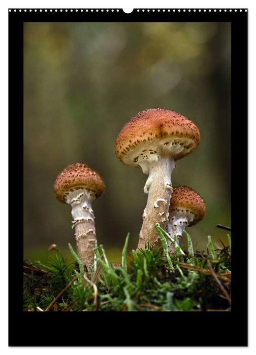 Pilzgalerie - Die geheimnisvolle Welt der heimischen Pilze (CALVENDO Premium Wandkalender 2024)