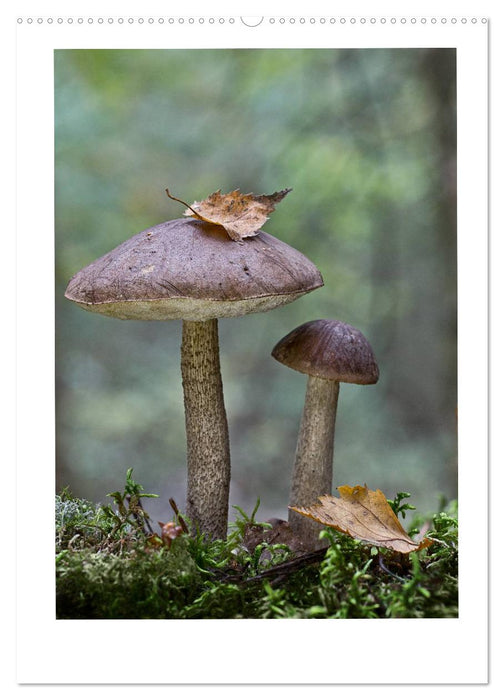 Galerie de champignons - Le monde mystérieux des champignons locaux (Calendrier mural CALVENDO Premium 2024) 